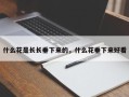 什么花是长长垂下来的，什么花垂下来好看