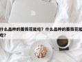 什么品种的蔷薇花能吃？什么品种的蔷薇花能吃？