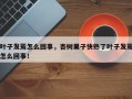 叶子发蔫怎么回事，杏树果子快熟了叶子发蔫怎么回事！