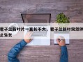 君子兰新叶片一直长不大，君子兰新叶突然停止生长