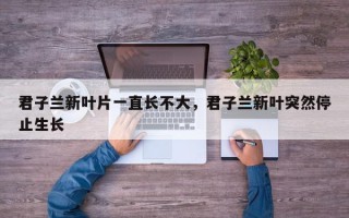君子兰新叶片一直长不大，君子兰新叶突然停止生长