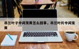 吊兰叶子中间发黄怎么回事，吊兰叶片中间变黄