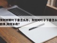 发财树嫩叶下垂怎么办，发财树叶子下垂怎么回事,如何补救?