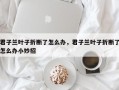 君子兰叶子折断了怎么办，君子兰叶子折断了怎么办小妙招