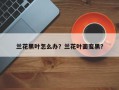 兰花黑叶怎么办？兰花叶面变黑？