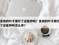 多肉的叶子腐烂了还能种吗？多肉的叶子腐烂了还能种吗怎么养？