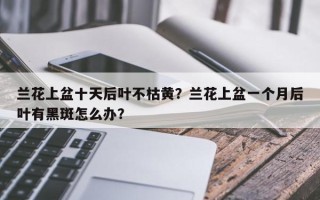 兰花上盆十天后叶不枯黄？兰花上盆一个月后叶有黑斑怎么办？
