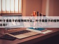 叶子像扇子的植物叫什么，叶子像扇子的植物名称？