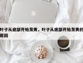 叶子从底部开始发黄，叶子从底部开始发黄的原因