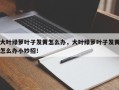 大叶绿萝叶子发黄怎么办，大叶绿萝叶子发黄怎么办小妙招！