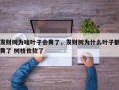 发财树为啥叶子会黄了，发财树为什么叶子都黄了 树枝也软了
