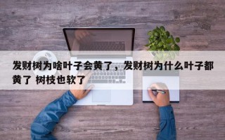 发财树为啥叶子会黄了，发财树为什么叶子都黄了 树枝也软了