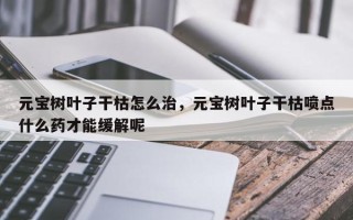 元宝树叶子干枯怎么治，元宝树叶子干枯喷点什么药才能缓解呢
