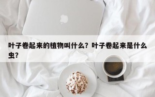 叶子卷起来的植物叫什么？叶子卷起来是什么虫？