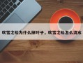 吹雪之松为什么掉叶子，吹雪之松怎么浇水