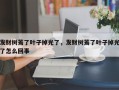 发财树蔫了叶子掉光了，发财树蔫了叶子掉光了怎么回事