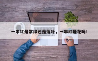 一串红是常绿还是落叶，一串红是花吗！