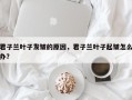 君子兰叶子发皱的原因，君子兰叶子起皱怎么办？