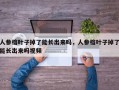 人参榕叶子掉了能长出来吗，人参榕叶子掉了能长出来吗视频