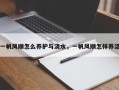 一帆风顺怎么养护与浇水，一帆风顺怎样养活