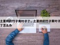 土里种的竹子黄叶子了，土里种的竹子黄叶子了怎么办