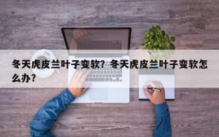 冬天虎皮兰叶子变软？冬天虎皮兰叶子变软怎么办？