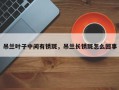 吊兰叶子中间有锈斑，吊兰长锈斑怎么回事