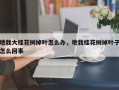 地栽大桂花树掉叶怎么办，地栽桂花树掉叶子怎么回事