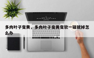 多肉叶子变黄，多肉叶子变黄变软一碰就掉怎么办
