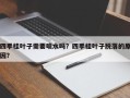 四季桂叶子需要喷水吗？四季桂叶子脱落的原因？