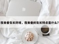 夜来香生长环境，夜来香的生长特点是什么？