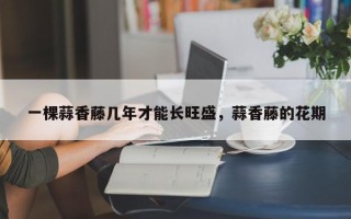 一棵蒜香藤几年才能长旺盛，蒜香藤的花期