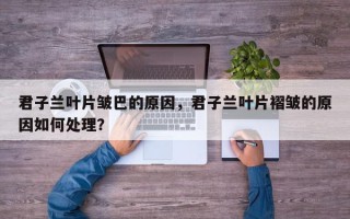 君子兰叶片皱巴的原因，君子兰叶片褶皱的原因如何处理？