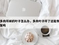 多肉坏掉的叶子怎么办，多肉叶子坏了还能恢复吗