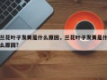 兰花叶子发黄是什么原因，兰花叶子发黄是什么原因?