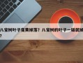 八宝树叶子变黄掉落？八宝树的叶子一碰就掉？
