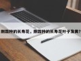 刚栽种的长寿花，刚栽种的长寿花叶子发黄？