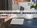 丽格海棠能向叶面喷水吗，丽格海棠能往叶子上喷水吗？