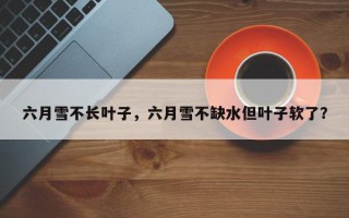 六月雪不长叶子，六月雪不缺水但叶子软了？