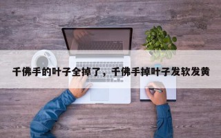 千佛手的叶子全掉了，千佛手掉叶子发软发黄
