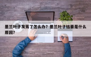 墨兰叶子发蔫了怎么办？墨兰叶子枯萎是什么原因？