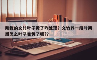刚栽的文竹叶子黄了咋处理？文竹养一段时间后怎么叶子变黄了呢?？