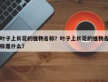 叶子上长花的植物名称？叶子上长花的植物名称是什么？