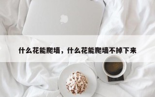 什么花能爬墙，什么花能爬墙不掉下来