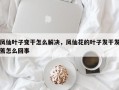 凤仙叶子变干怎么解决，凤仙花的叶子发干发蔫怎么回事