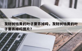 发财树枯黄的叶子要弄掉吗，发财树枯黄的叶子要弄掉吗图片？