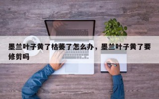 墨兰叶子黄了枯萎了怎么办，墨兰叶子黄了要修剪吗