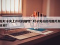 在叶子尖上开花的植物？叶子尖长的花图片及名称？