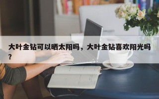 大叶金钻可以晒太阳吗，大叶金钻喜欢阳光吗？