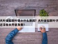 大叶金钻新叶很小什么原因？大叶金钻新叶子还没有长开就发黄？
